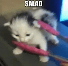 Salad cat