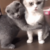 cat hug