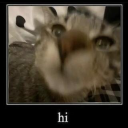 Cat_Hello