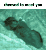 cheesed to meet you