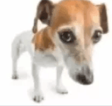 dogui
