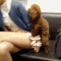 dog hump .gg/purrr