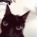 cat shake .gg/purrr