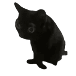 cat stare