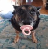 cachorro bebe