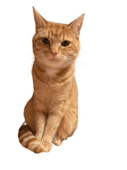 Ziggy