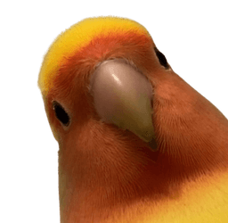 Birb