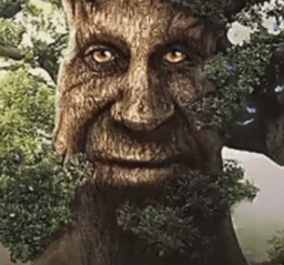 wise tree