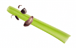 celery stick