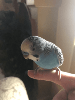 Xonestly Bird