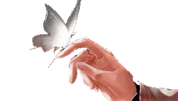 Huacheng_Butterflies