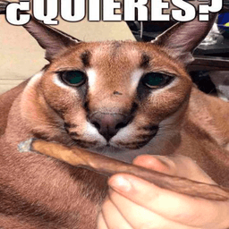 quieres