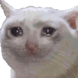 SadCat