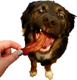 Bear Likes Bacon