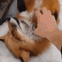 Fox Pats