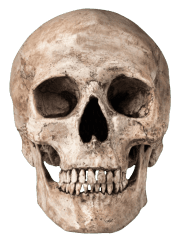 skull 