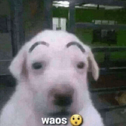 waos