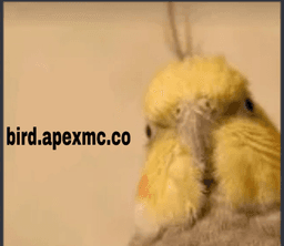 bird.apexmc.co yos