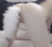 Wag