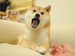 MU_angry_dog