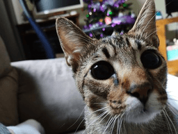 Cat Stare