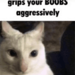 boobies