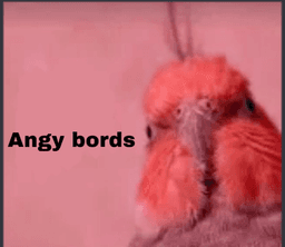 ANGRY BORB YOS