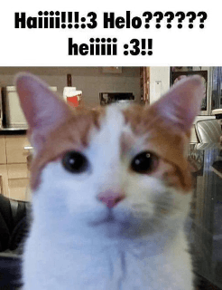 haii