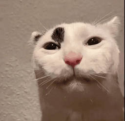cat high