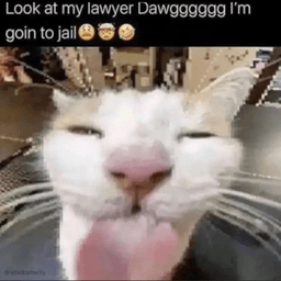 blehcatlawyer | .gg/wife