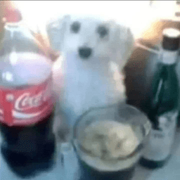 perro coca