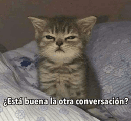 GatoChismoso