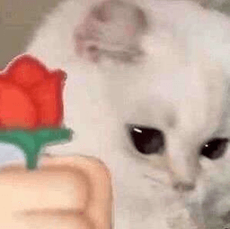 GatoRosa