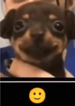 PerritoSmile