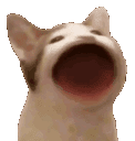 popcat