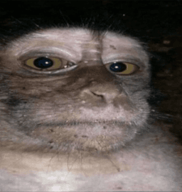 monkey stare