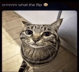 What_the_flip