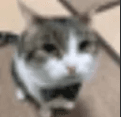 Stare