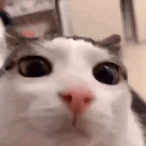 catto