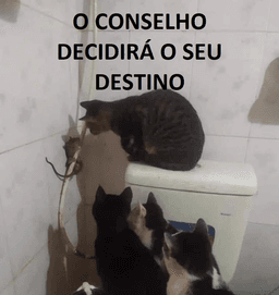 O conselho decidirá o seu dest