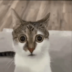 are you serious right meow