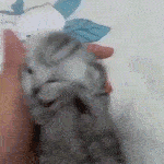 voice .gg/purrr