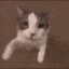 cat_kiss__gg_arthur