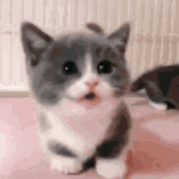cat_meow
