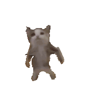 cat_dance_