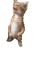meow