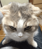 cat_mad