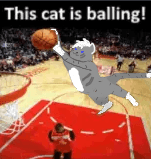 This cat is balling!