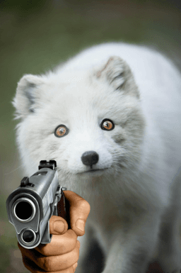 Arctic Gun