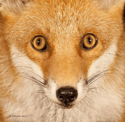 Stare